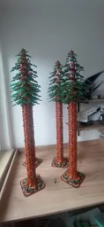 Redwood Tree (Sequoia sp.)