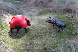 (G) - The Ladybug vs. The Larva