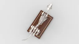 Cat Skeleton