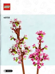 Cherry Blossoms