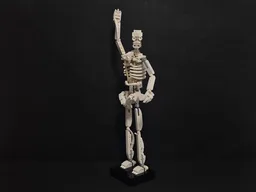 Human skeleton