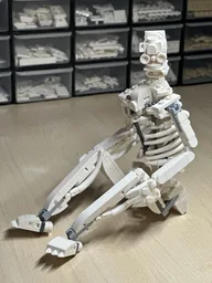 Human skeleton