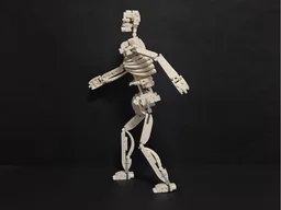 Human skeleton