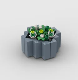 Potted Succulents
