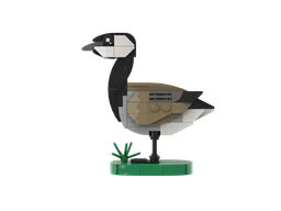 Canada goose