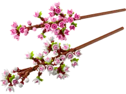 Cherry Blossoms