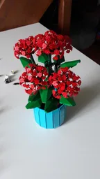 Pentas (BT018)