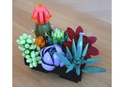 Potted Succulents