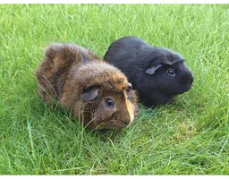 Guinea pig friends