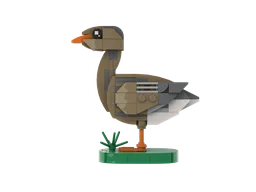 Greylag goose