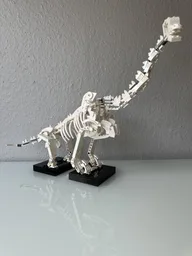 Brachiosaurus Display Skeleton