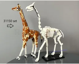 Giraffe skeleton