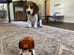 Beagle