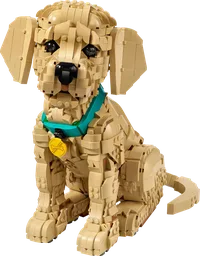 Golden Retriever Puppy