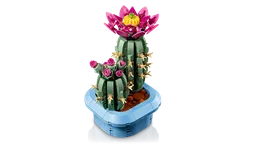 Flowering Cactus