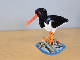 Oystercatcher