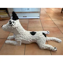 Dog Jack Russell Terrier