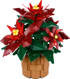 Poinsettia