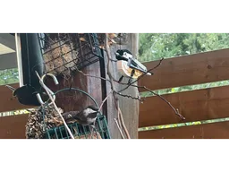 Black-Capped Chickadee Life Sized