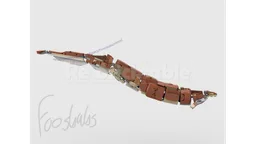 31150 Basilosaurus cetoides