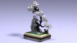 Sakura black bonsai on a rock