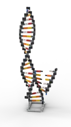 DNA Replications