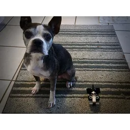 Boston Terrier