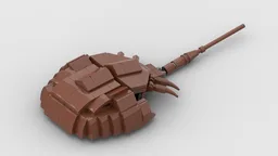 Horseshoe Crab