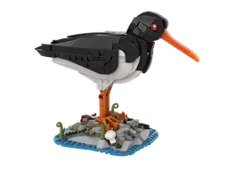 Oystercatcher