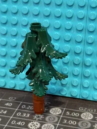Conifer