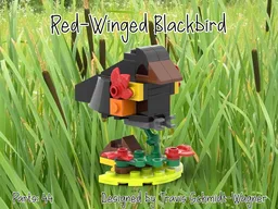 Red-Winged Blackbird 30688 Alt Build