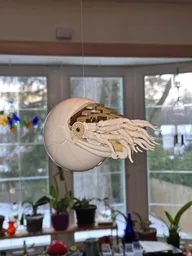 Nautilus