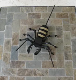 Vinegaroon (Uropygi Order)