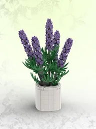 Lavender (BT021)