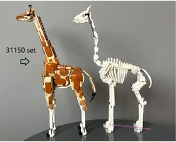 Giraffe skeleton