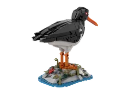 Oystercatcher