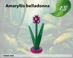 Amaryllis belladonna
