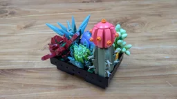 Potted Succulents