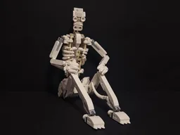 Human skeleton