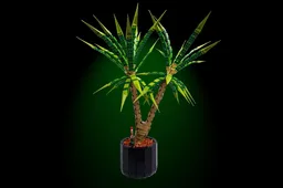 Dracaena Marginata (Dragon Tree)
