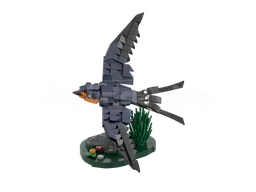 Barn Swallow