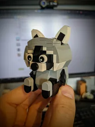 Raccoon