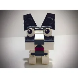 Boston Terrier