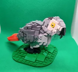 African Grey Parrot