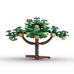 Citrus Trees