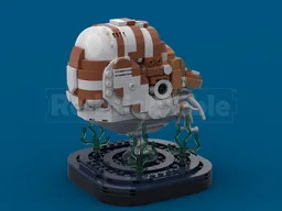 Chambered Nautilus