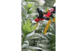 Ant