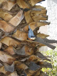 Nuthatch