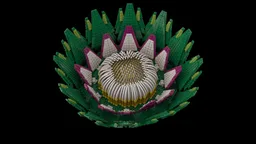 King Protea