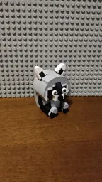 Raccoon